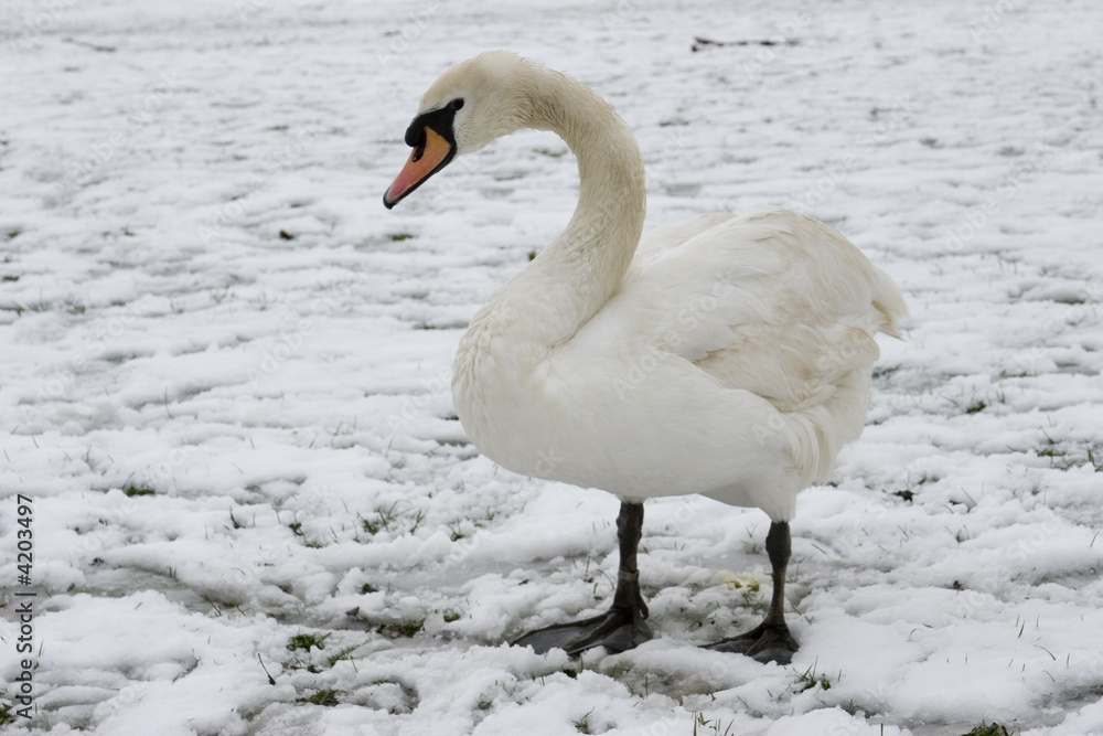 Obraz premium Swan
