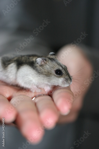 Hamster