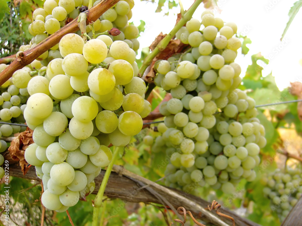 Muitas uvas Muitas uvas