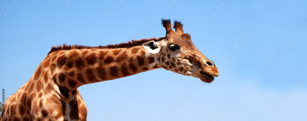 Bannière Girafe Bannière Girafe