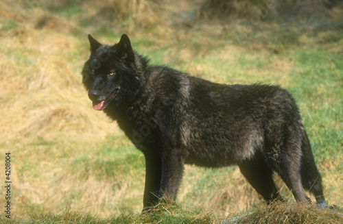 Wolf
