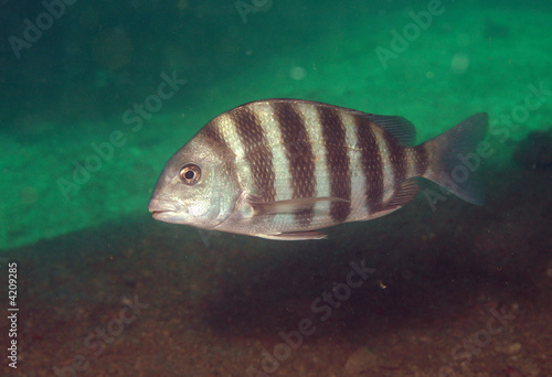 Sheepshead underwater at Venice, Florida.