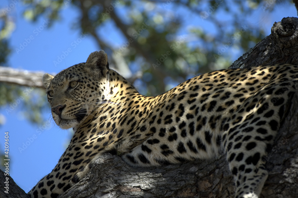 Fototapeta premium Lone Cheetah sitting in tree 