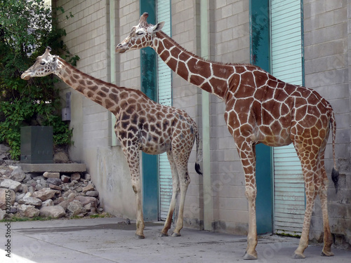 Canvas Print Giraffes