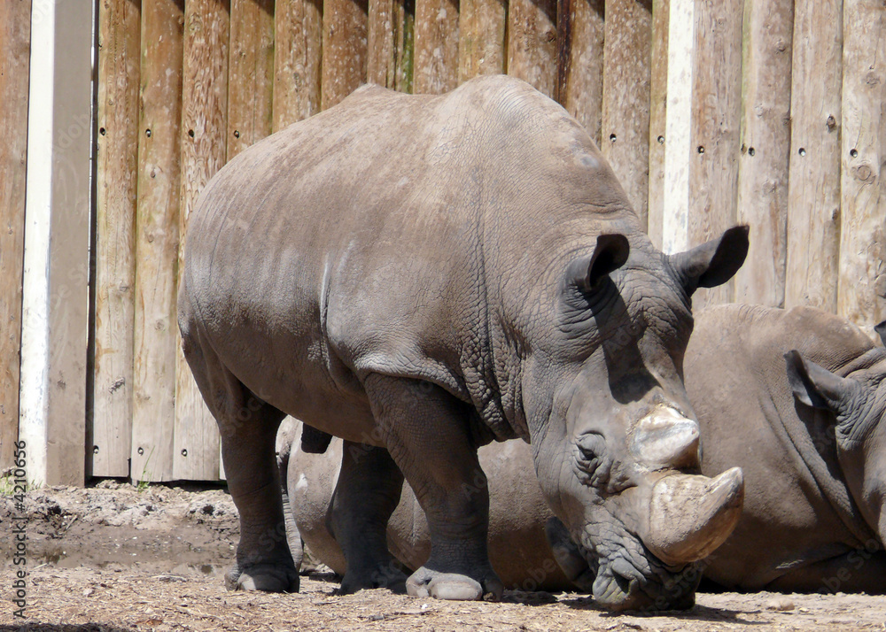 Fototapeta premium Mr. Rhino