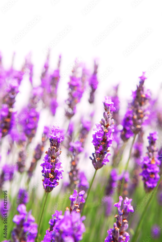 Fototapeta premium Lavender background