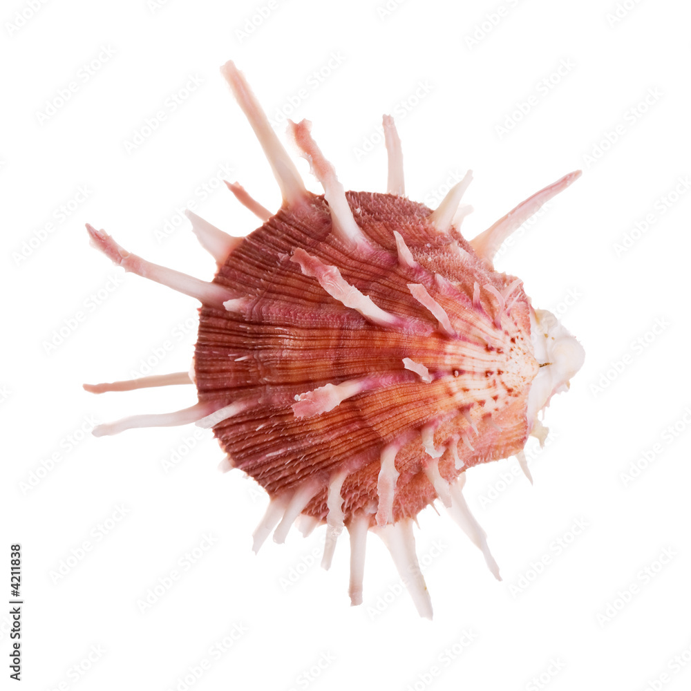 Obraz premium Spondylus Regius Oyster