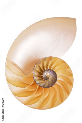Nautilus Split Half