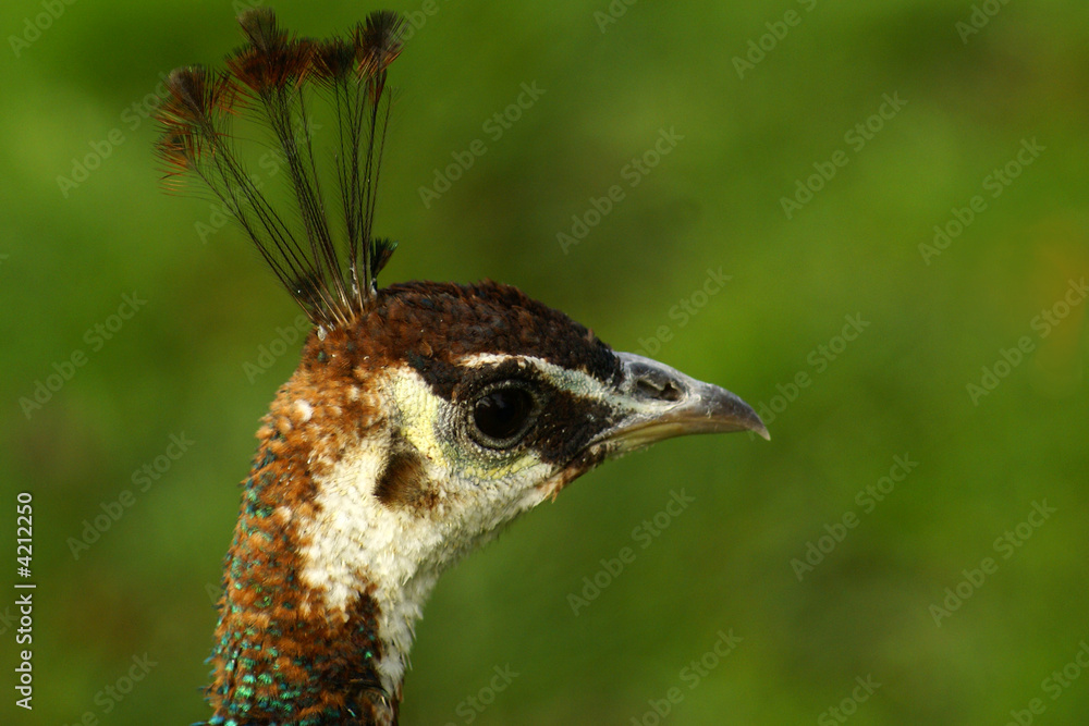Peacock head