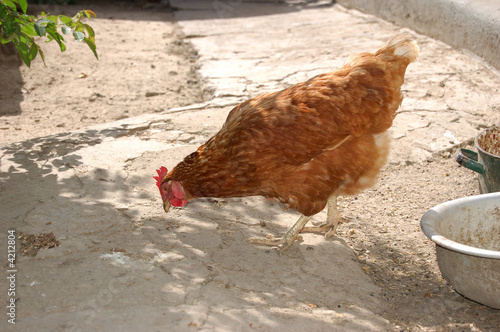 red hen portrait 2