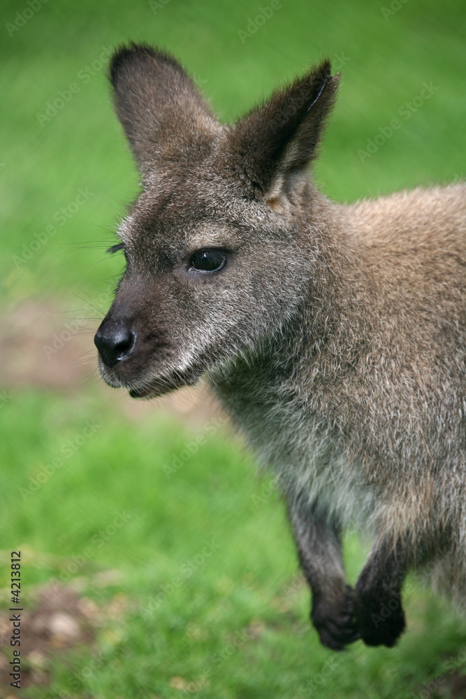 Rotnackenwallaby