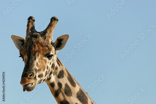 Fototapeta Naklejka Na Ścianę i Meble -  Giraffe enjoying the sun!