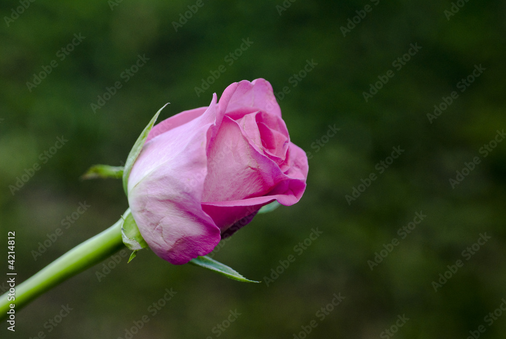 Single Rose Bud