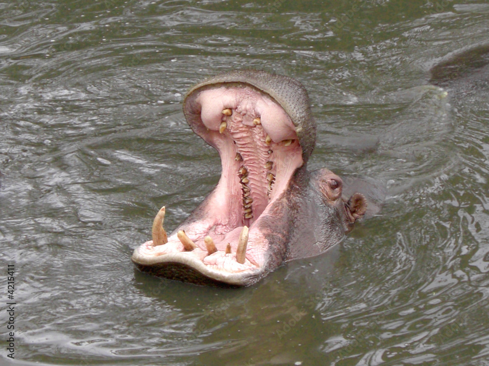 Fototapeta premium Hungry Hippo