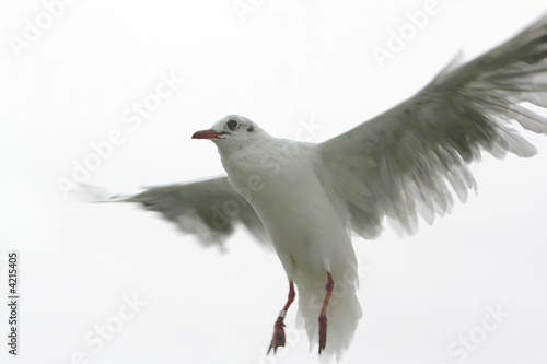 Lachmöwe im Landeanflug