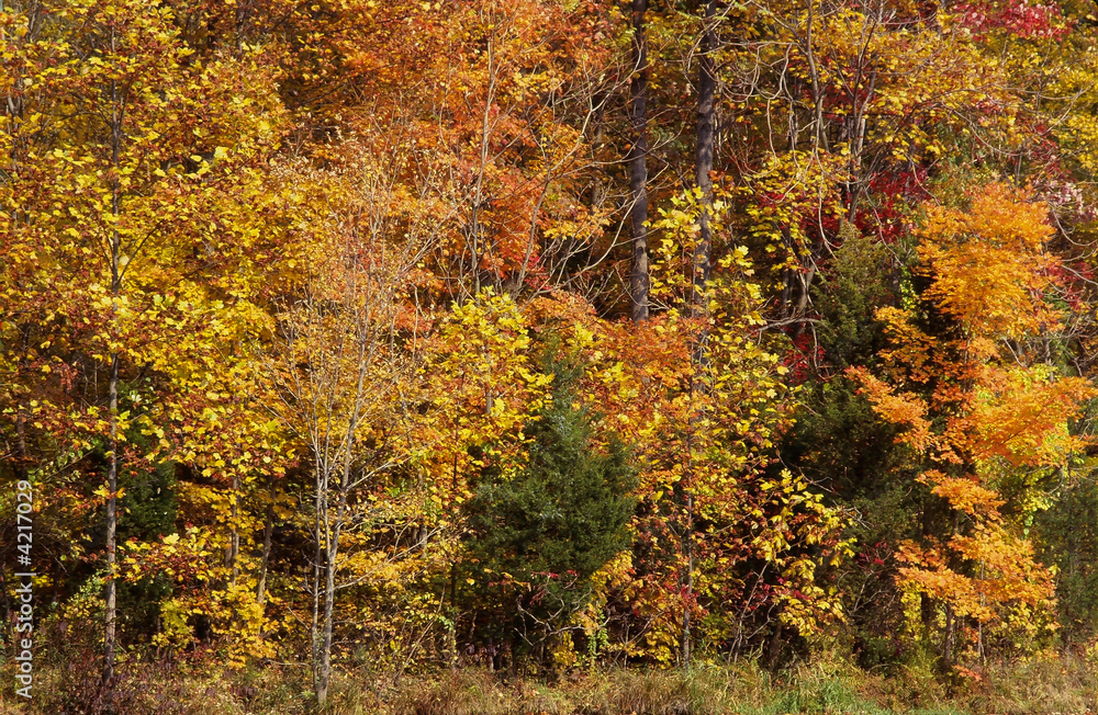 Orange and yellow autumn woods