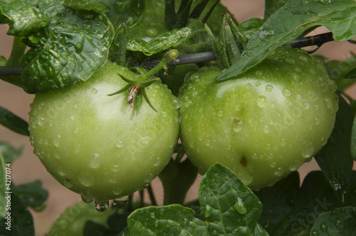 Two green tomatoes on the vine