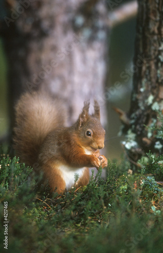 Red Squirrel © snapper