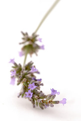 Gartenposter Lavendelblüten Lavendelzweig  © pgm