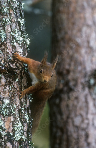 Red Squirrel © snapper