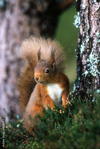 Red Squirrel