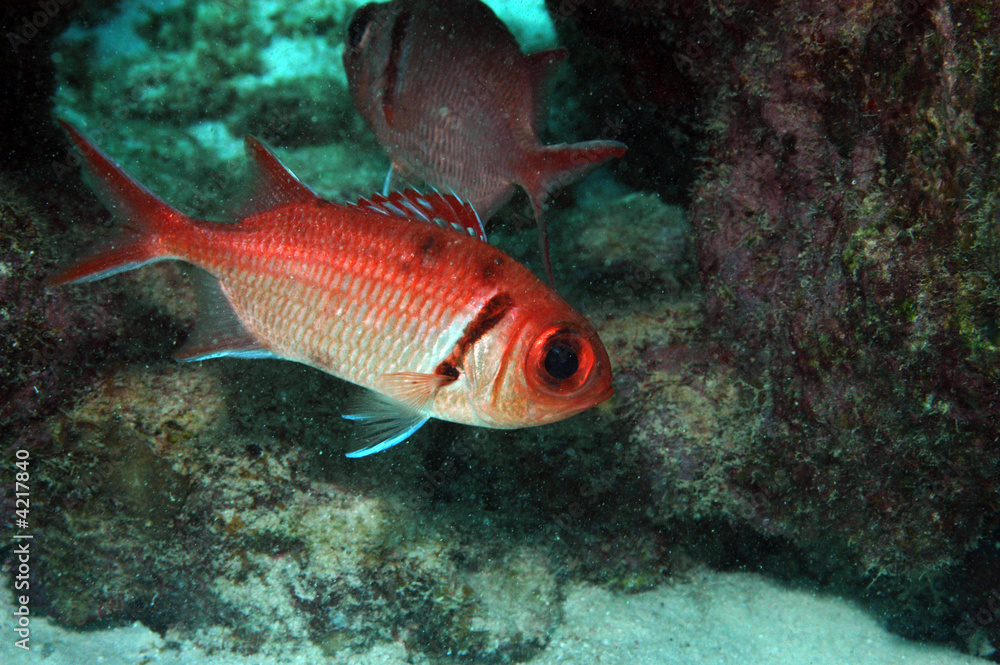 Blackbar soldierfish, Bonaire. Blackbar soldierfish, Bonaire.
