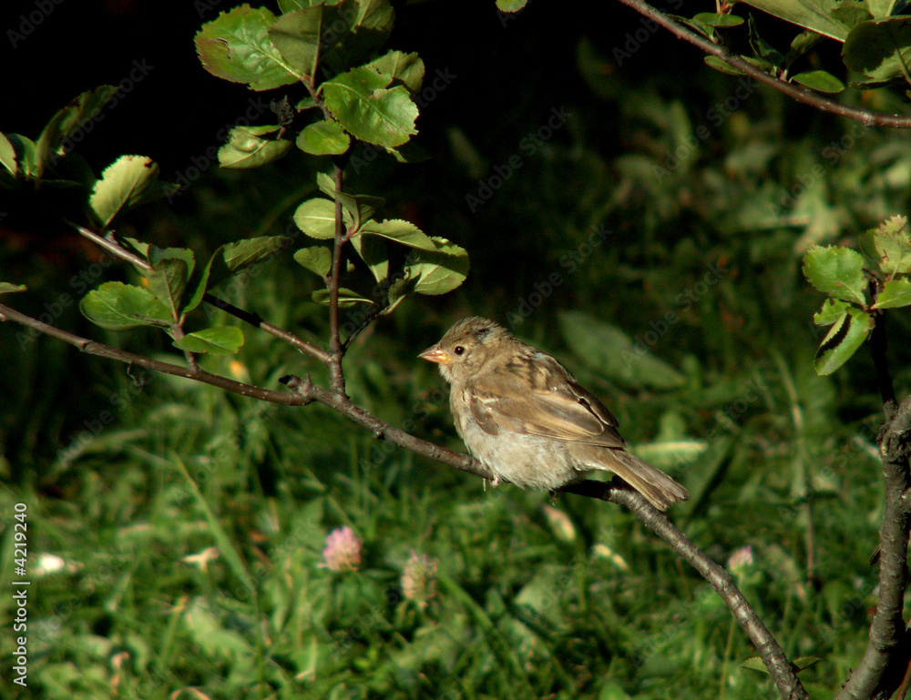 Sparrow Sparrow
