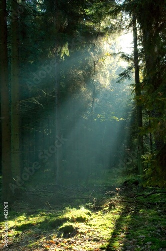 Misty morning in coniferous forest