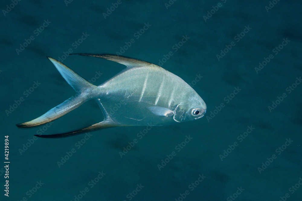 Fototapeta premium Palometa underwater at Bonaire, Netherlands Antilles. 