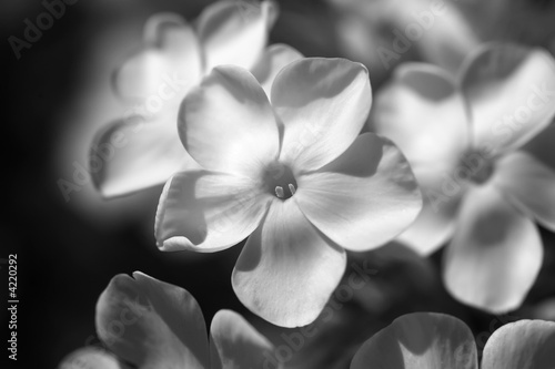 Black and White Flower #4220292