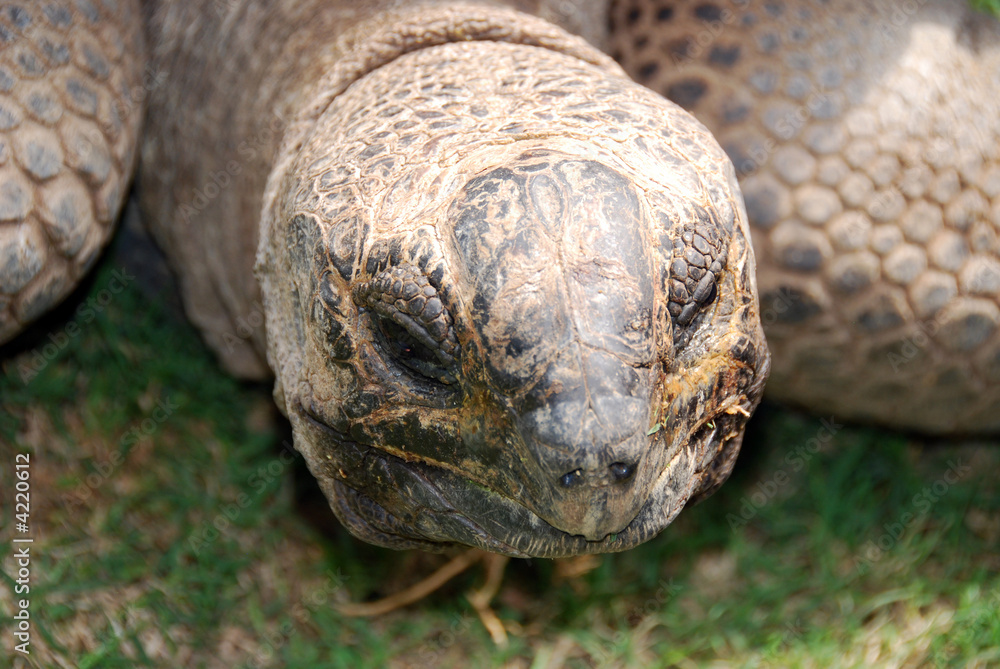 Obraz premium testuggine