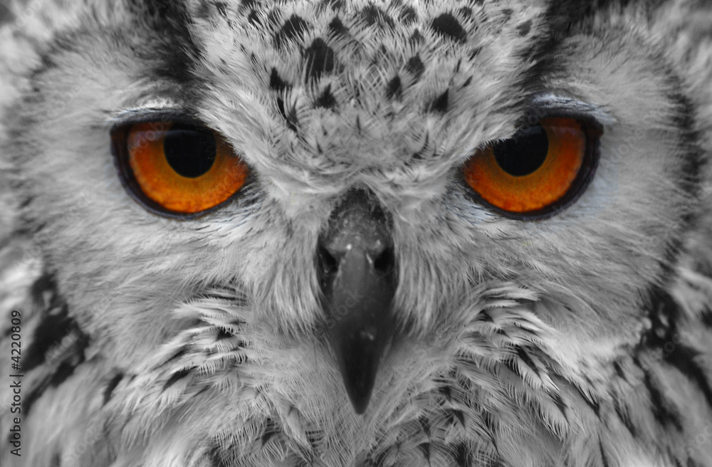 Fototapeta premium owl 