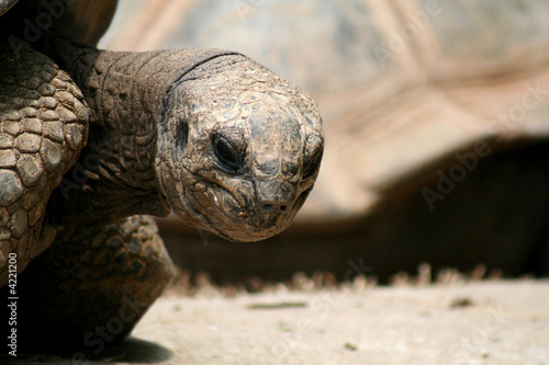 Tortoise Stares me down