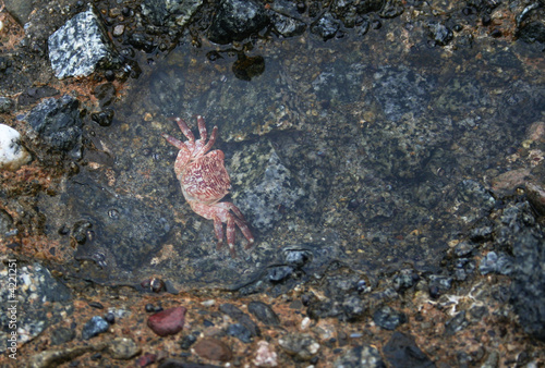 Crab For a Swim