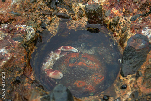 Crab in Jetty