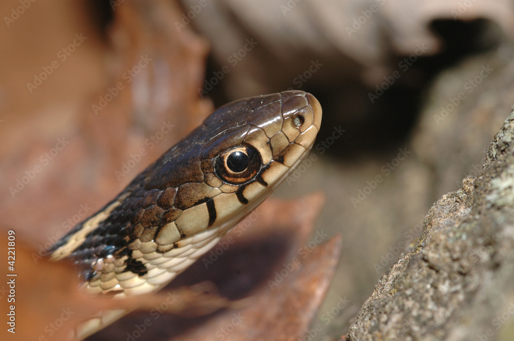Easten Garter Snake Easten Garter Snake