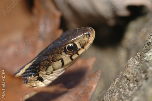 Easten Garter Snake