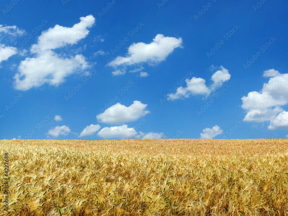 Beautiful wheat field XXL