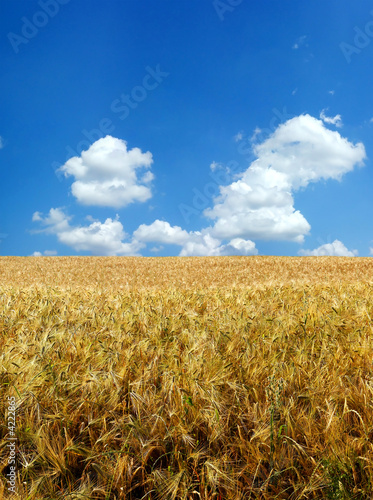 Beautiful wheat field XXL