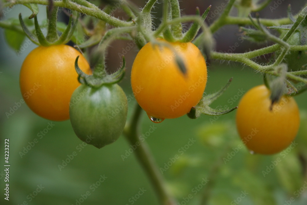 Tomatepflanze