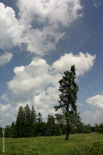 Tree ,2