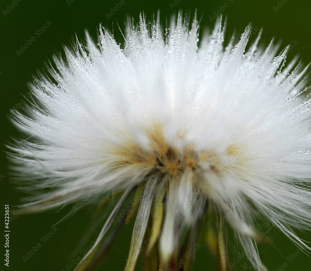 Fototapeta premium Soft and wet dandelion