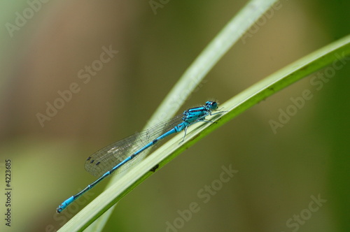 agrion photo