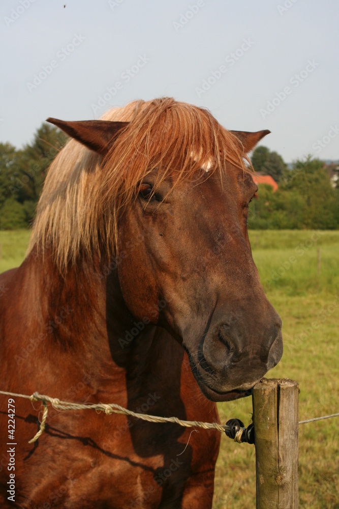 Knautschgesicht