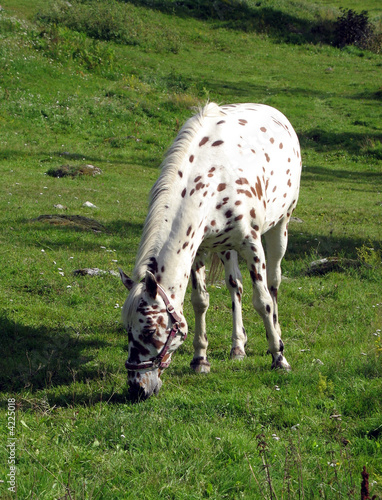 Tigered horse 3 photo