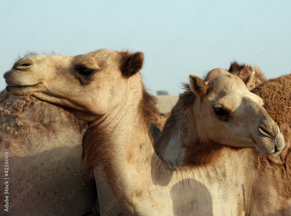 Fototapeta premium Hugging Camels