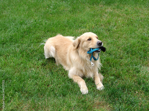 Waiting for a Walk