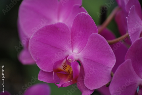 Orchidee