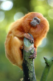 golden lion tamarin