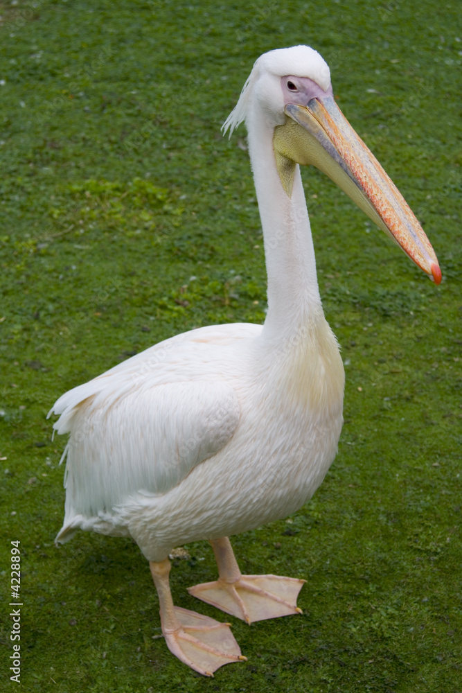 Posing pelican Posing pelican